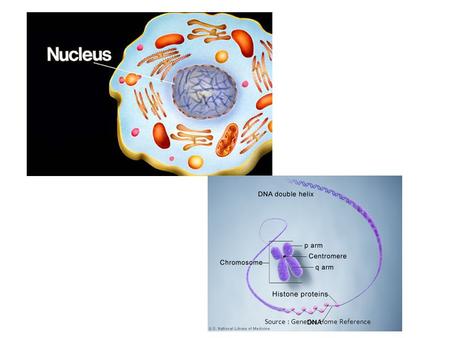 Source : Genetics Home Reference. Source :http://publications.nigms.nih.gov/thenewgenetics/chapter1.html#c1