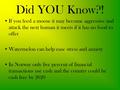 Did YOU Know?! If you feed a moose it may become aggressive and attack the next human it meets if it has no food to offer Watermelon can help ease stress.