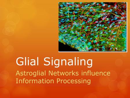 Glial Signaling Astroglial Networks influence Information Processing.