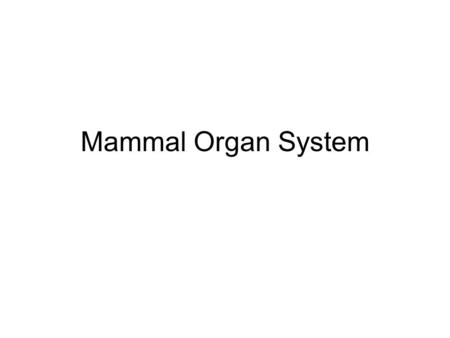 Mammal Organ System. Integumentary System 4 types of tissue: epithelial, connective, muscle, and nervous Epithelial - outer surface of the skin; covers.