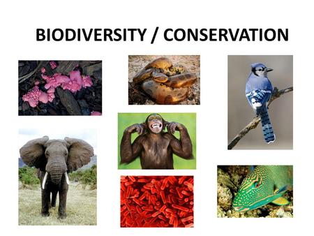 BIODIVERSITY / CONSERVATION