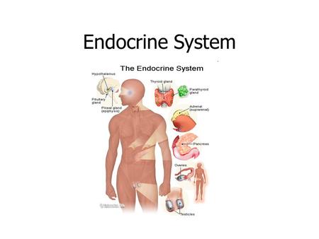 Endocrine System. 1. Pituitary gland 2. Hypothalamus.