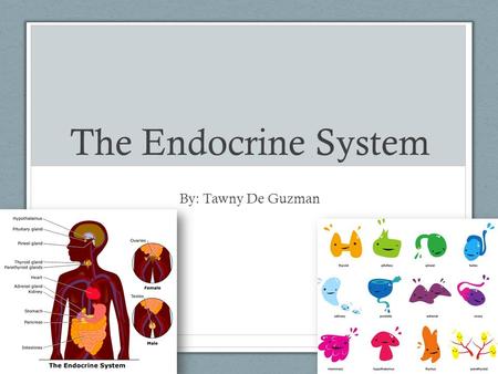 The Endocrine System By: Tawny De Guzman. What is it? Endocrine system: organ system involved in the coordination of body activities; uses hormones as.