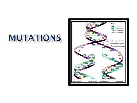 MS-LS 3-1. I will explain how mutations can effect organisms in positive, negative, and neutral ways.