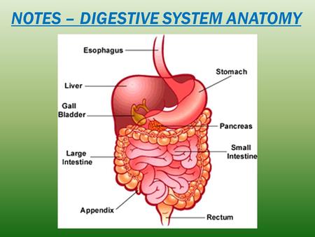 NOTES – DIGESTIVE SYSTEM ANATOMY. Within 2-6 hours, all food is emptied into the small intestine. After you eat how long does it take for the stomach.