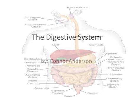 The Digestive System by: Connor Anderson. Organs The digestive system contains many organs such as the stomach, small intestine, large intestine, gall.