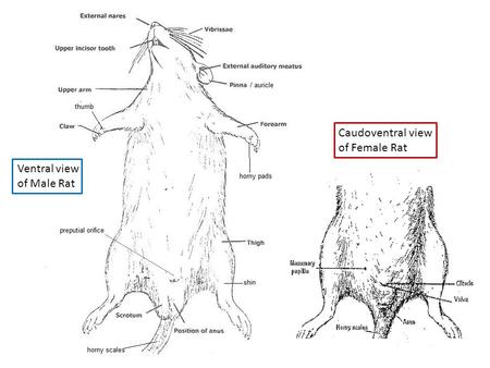 Caudoventral view of Female Rat Ventral view of Male Rat.