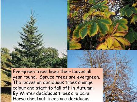 Evergreen trees keep their leaves all year round