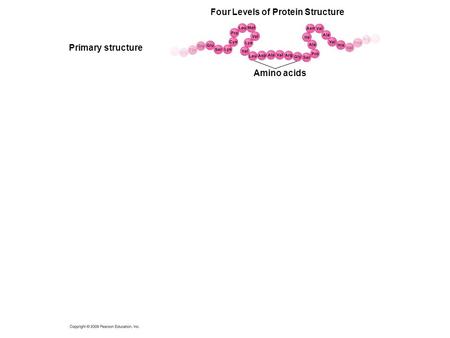 Four Levels of Protein Structure Amino acids Primary structure.