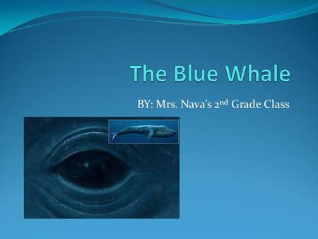 BY: Mrs. Nava’s 2 nd Grade Class. What It Looks Like (Characteristics) It’s the largest animal ever to live on earth. A blue whale can be up to 100 feet.