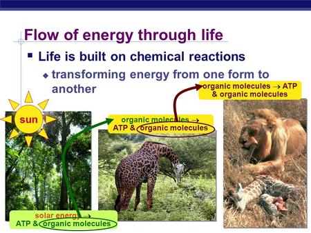 AP Biology Flow of energy through life  Life is built on chemical reactions  transforming energy from one form to another organic molecules  ATP &