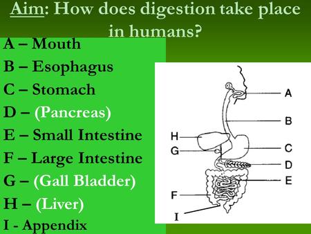 Aim: How does digestion take place in humans? A – Mouth B – Esophagus C – Stomach D – (Pancreas) E – Small Intestine F – Large Intestine G – (Gall Bladder)