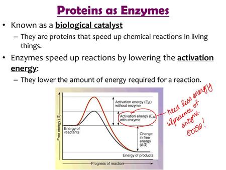 Proteins as Enzymes Known as a biological catalyst – They are proteins that speed up chemical reactions in living things. Enzymes speed up reactions by.