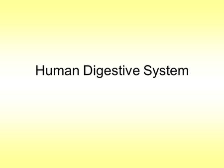 Human Digestive System