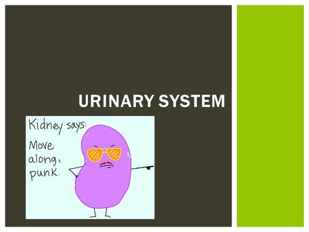 URINARY SYSTEM.  Functions of the urinary system  A. Maintains homeostasis by regulating the composition and volume of the blood by removing and restoring.