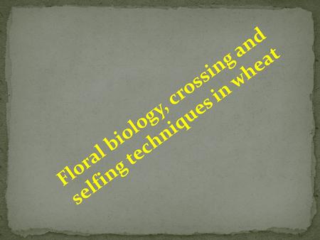 Floral biology, crossing and selfing techniques in wheat