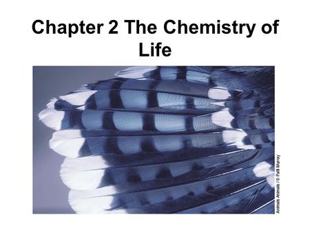 Chapter 2 The Chemistry of Life