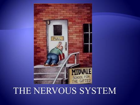 THE NERVOUS SYSTEM The nervous system also allows you to react to a stimulus. A stimulus is a change in the environment. Example: A hot stove Or… tripping.