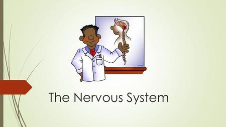 The Nervous System. What is the Nervous System?  The nervous system is the highway along which your brain sends and receives information about what is.