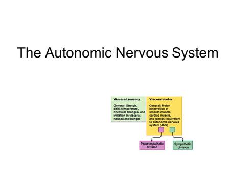 The Autonomic Nervous System. Visceral sensory 3 Autonomic nervous system  The autonomic nervous system is the subdivision of the peripheral nervous.