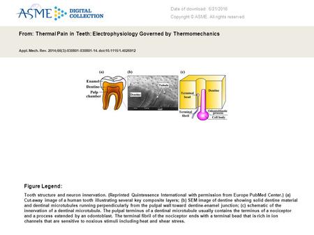 Date of download: 6/21/2016 Copyright © ASME. All rights reserved. From: Thermal Pain in Teeth: Electrophysiology Governed by Thermomechanics Appl. Mech.