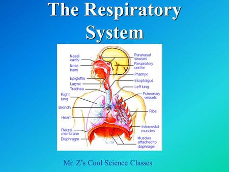 The Respiratory System Mr. Z’s Cool Science Classes.