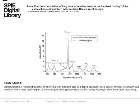 Date of download: 6/21/2016 Copyright © 2016 SPIE. All rights reserved. Raman spectra of human tibial bone. The bone halfway along the tibia (red dotted.