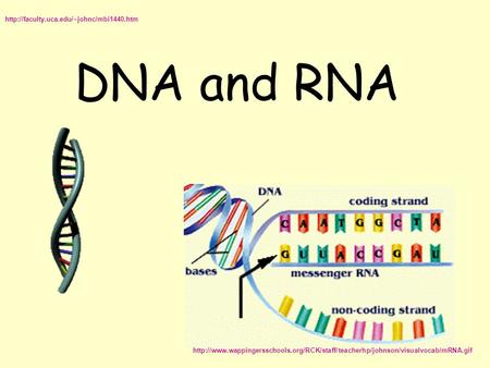 DNA and RNA