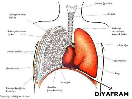 Diyafram, göğüs boşluğunu karın boşluğundan ayıran kasa verilen isimdir. Memelilerin karakteristik özelliğidir, kuşlarda bulunmaz. (Kas-kiriş karışımı.