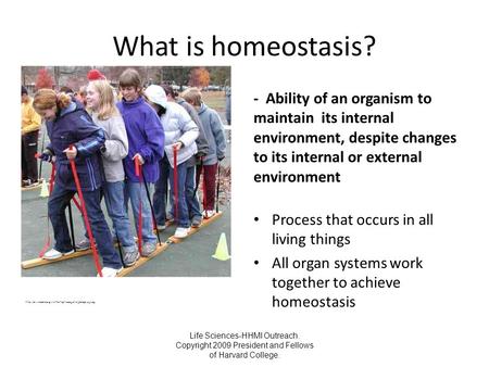 Life Sciences-HHMI Outreach. Copyright 2009 President and Fellows of Harvard College. What is homeostasis? - Ability of an organism to maintain its internal.