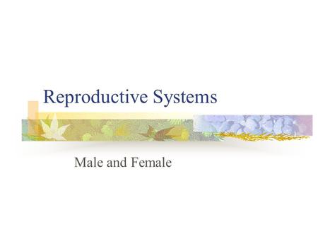 Reproductive Systems Male and Female. Male reproductive system.