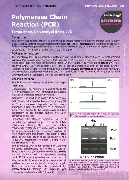 CATEGORY: EXPERIMENTAL TECHNIQUES Polymerase Chain Reaction (PCR) Tarnjit Khera, University of Bristol, UK Background The polymerase chain reaction (PCR)