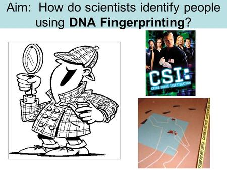 Aim: How do scientists identify people using DNA Fingerprinting?