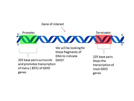 Gene of interest 203 base pairs surrounds and promotes transcription of many ( 85%) of GMO genes 225 base pairs Stops the transcription of most GMO genes.