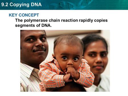 9.2 Copying DNA KEY CONCEPT The polymerase chain reaction rapidly copies segments of DNA.