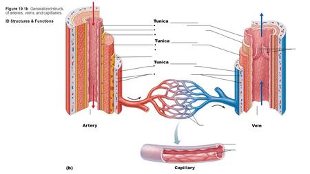 Tunica _____________ • Tunica ____________ Artery Vein Capillary