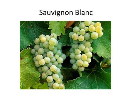 Sauvignon Blanc. Sauvignon Blanc is a green-skinned grape variety which originates from the Bordeaux region of France. The grape most likely gets its.