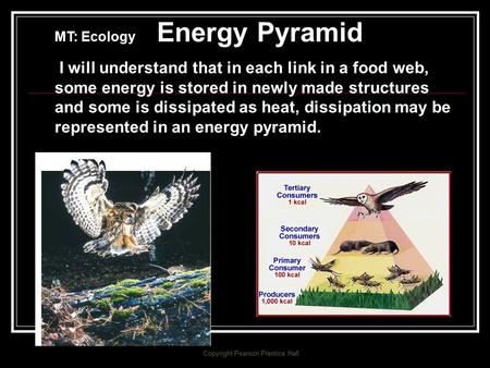 Biology Copyright Pearson Prentice Hall MT: Ecology Energy Pyramid I will understand that in each link in a food web, some energy is stored in newly made.