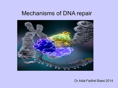 Dr.Aida Fadhel Biawi 2014 Mechanisms of DNA repair.