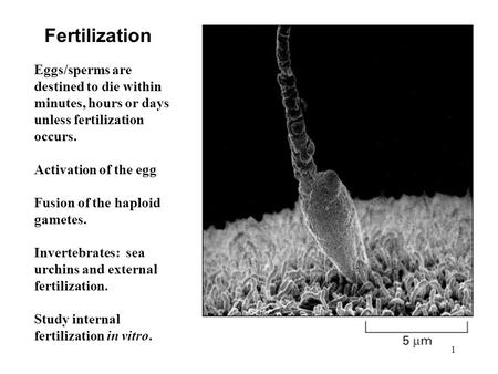 Fertilization Eggs/sperms are destined to die within minutes, hours or days unless fertilization occurs. Activation of the egg Fusion of the haploid gametes.