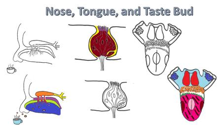 Nose, Tongue, and Taste Bud