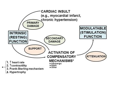 MODULATABLE (STIMULATION) FUNCTION SECONDARY DAMAGE SUPPORT ACTIVATION OF COMPENSATORY MECHANISMS* ● Adrenergic ● RAAS ● Other INTRINSIC (RESTING) FUNCTION.