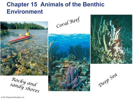 © 2014 Pearson Education, Inc. Chapter 15 Animals of the Benthic Environment Rocky and sandy shores Coral Reef Deep Sea.