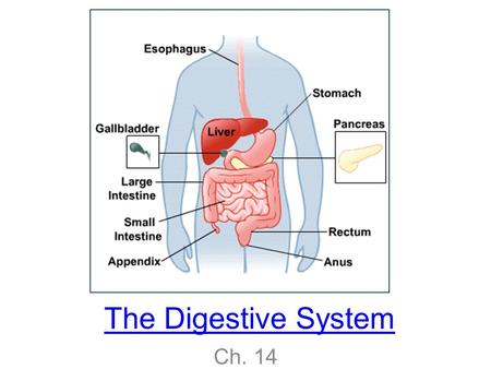 The Digestive System Ch. 14. Functions: mechanical and chemical breakdown of food *absorption of nutrients Consists of alimentary canal (mouth, pharynx,