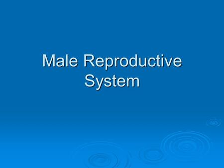 Male Reproductive System. Do Now: List all the male reproductive terms you can think of.