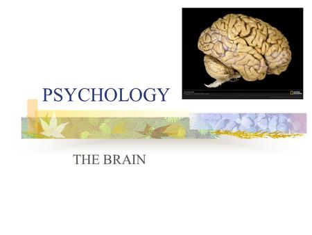 PSYCHOLOGY THE BRAIN Neuron Neuron- a nerve cell, the foundation of the nervous system. (All different shapes and sizes, but all have the same functions.)