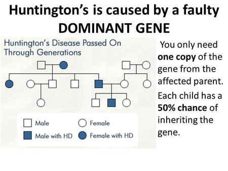 Huntington’s is caused by a faulty DOMINANT GENE You only need one copy of the gene from the affected parent. Each child has a 50% chance of inheriting.