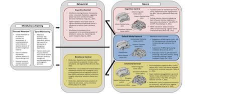 NeuralBehavioral Cognitive Control Emotional Control Novice meditators engage top-down control regions (dlPFC, mPFC) and reduced amygdala activity during.