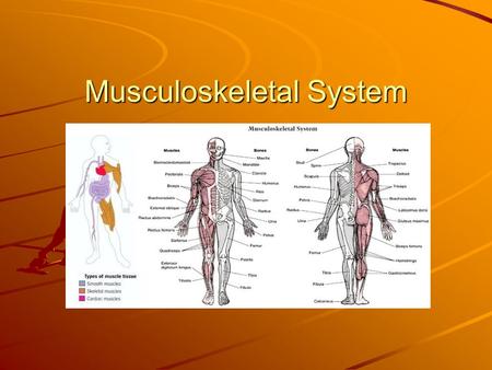 Musculoskeletal System. Common names Vocabulary Lesson 2 1. skeleton – the framework of connected bones in your body 2. bone – is an organ of the skeletal.