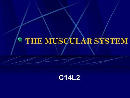 THE MUSCULAR SYSTEM C14L2. How do bones, muscles, and skin help maintain the body’s homeostasis?